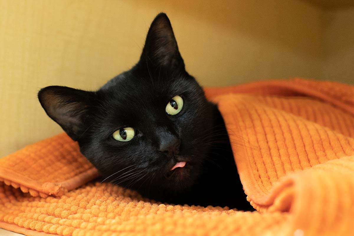 black cat laying down