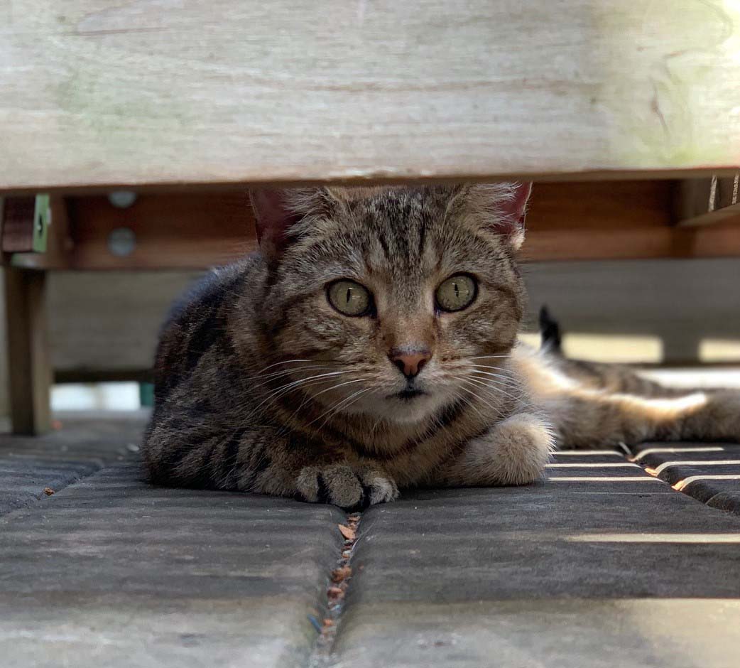 Cat sitting under a bench