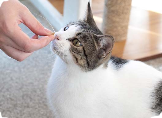 Volunteer giving cat a treat