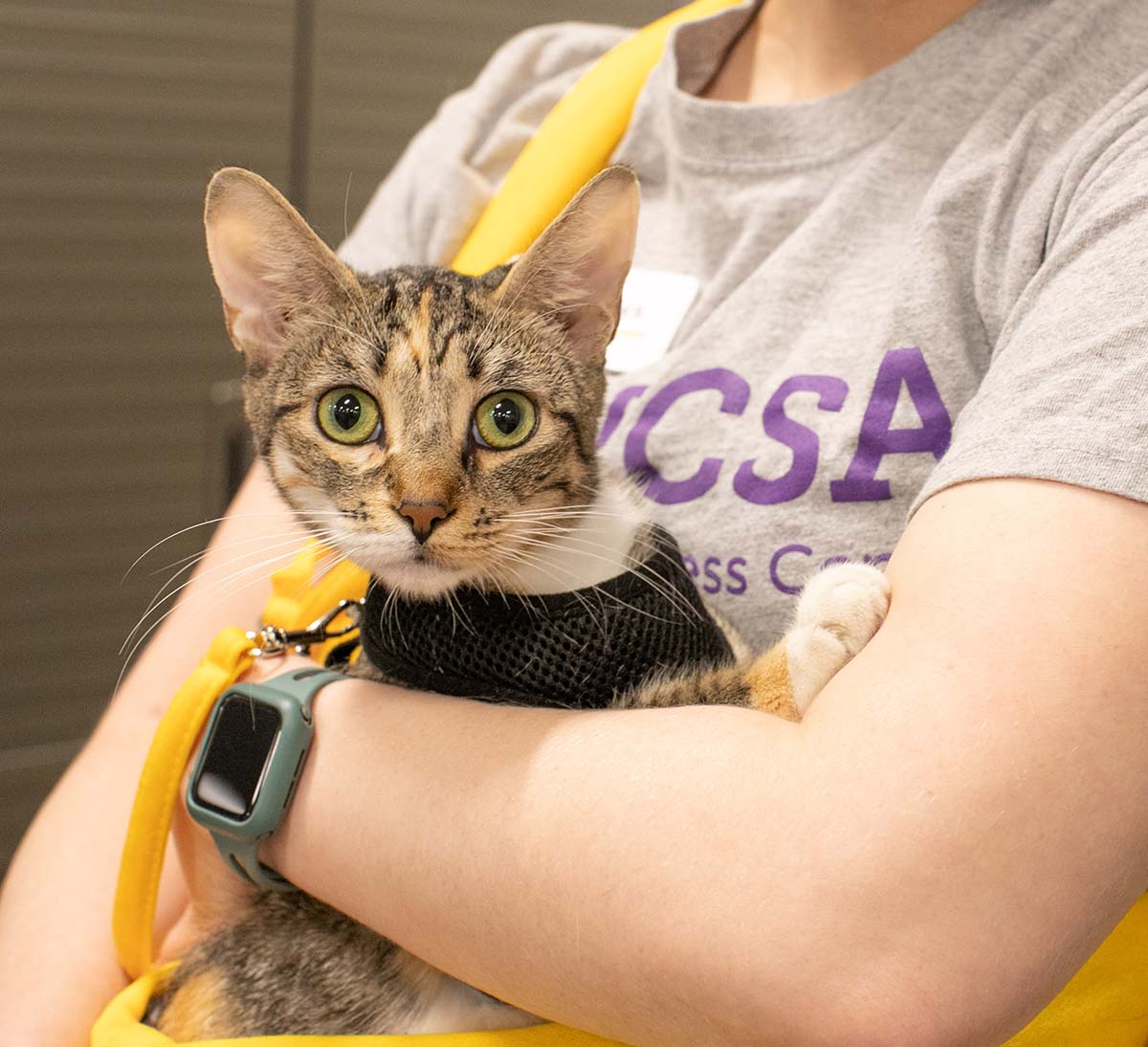 adult volunteer holding cat