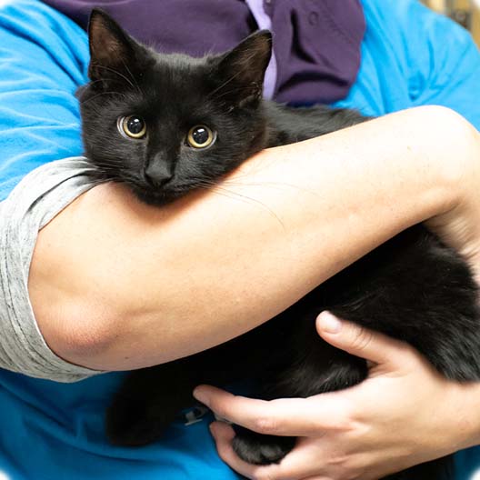 volunteer holding a black cat