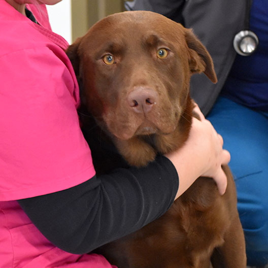 chocolate lab being rubbed by vet