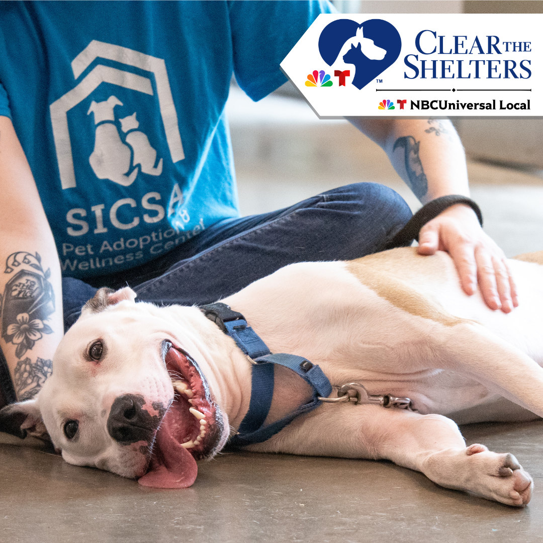 Featured image for “Help us Clear the Shelters!”