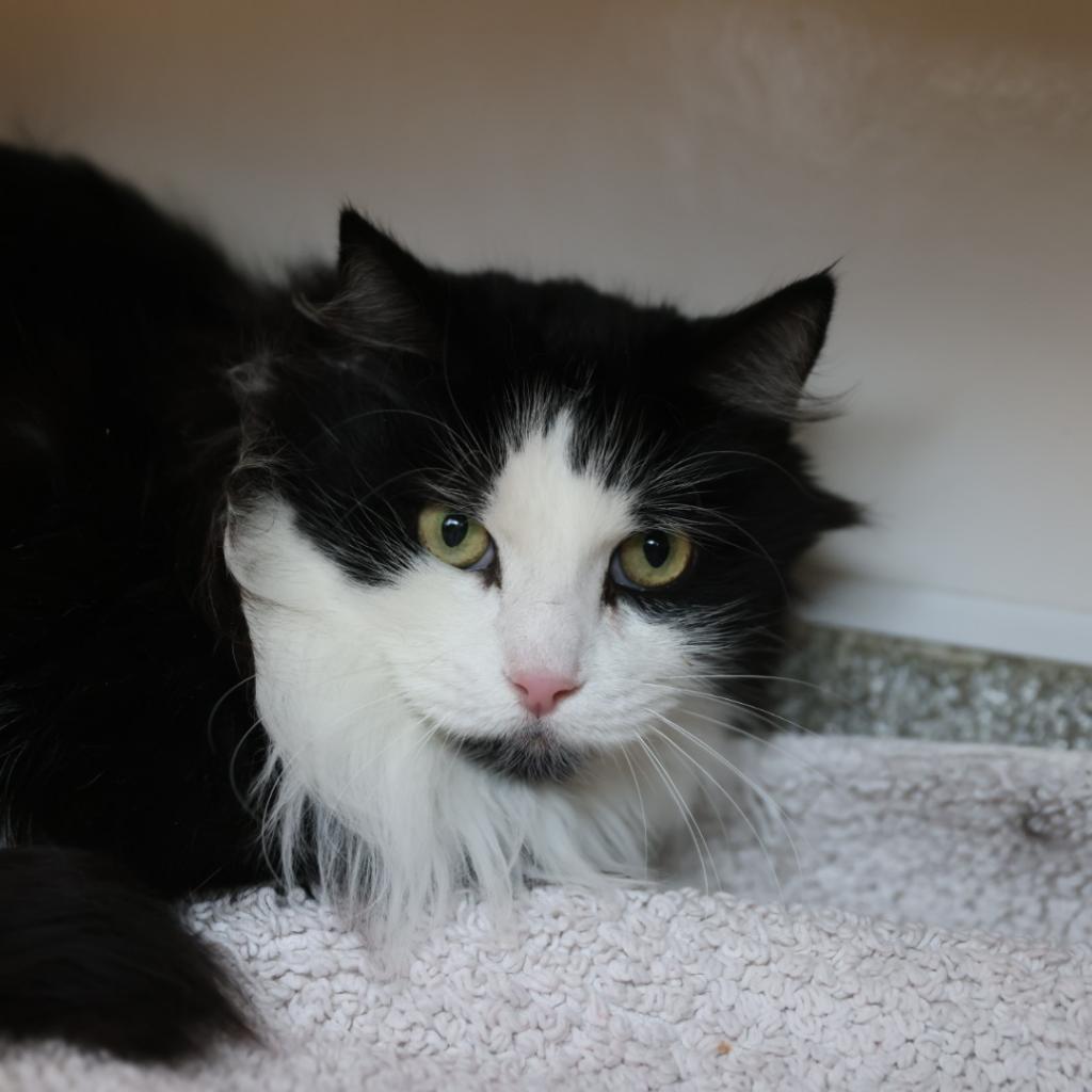 cat of the month Chanterelle