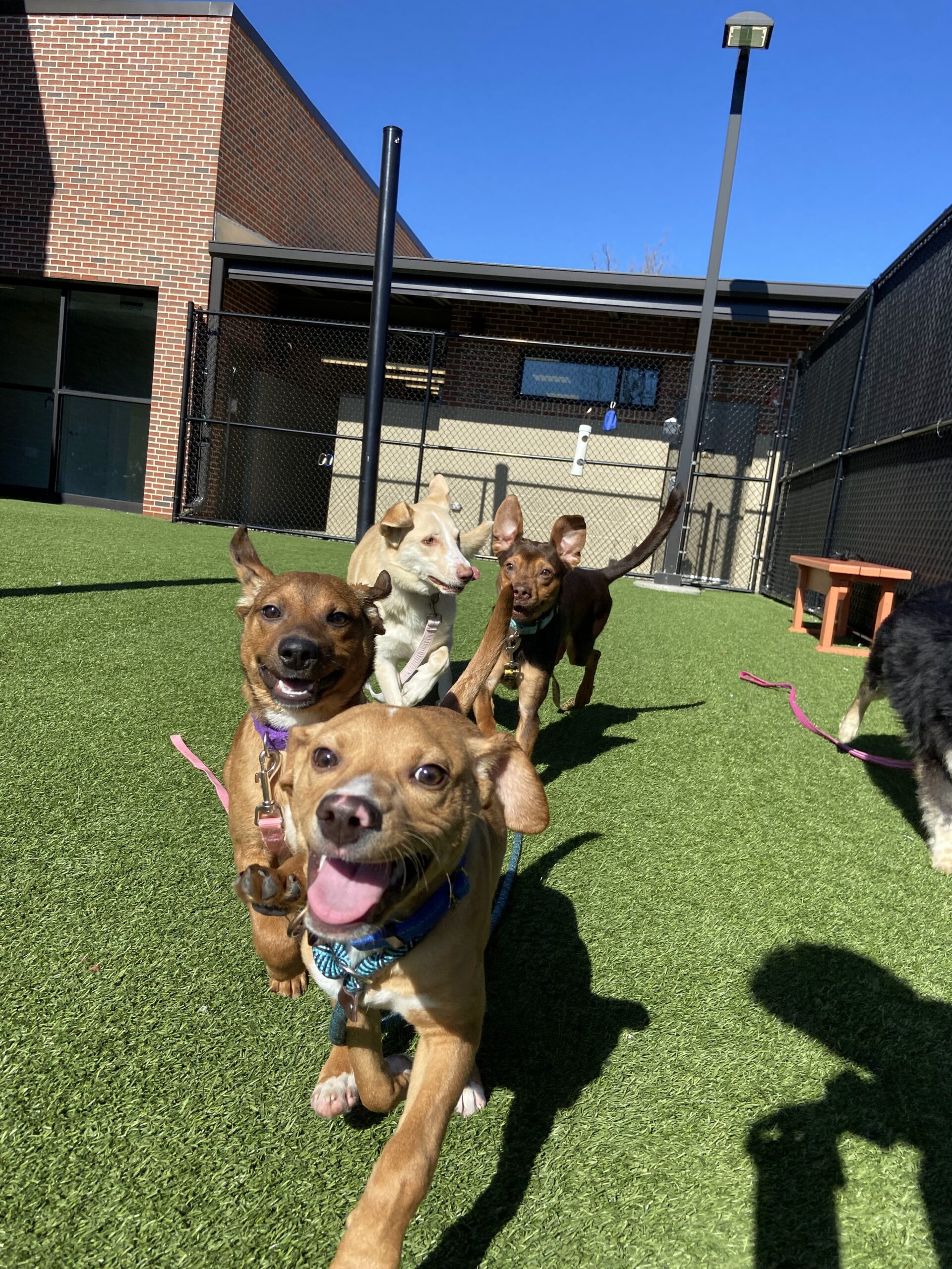group of puppies running in play yard