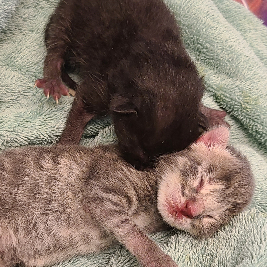 two bottle baby kittens sleeping